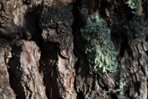 Green moss in pine bark. Stock Photos
