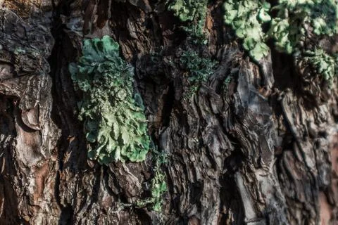 Green moss in pine bark. Stock Photos