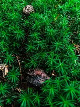Green Moss with Pine Cones in Forest Setting Фото