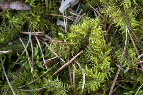 Green moss with pine needles close-up texture background Stock Photos