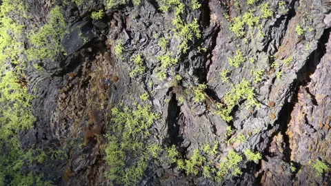 Green moss on a pine tree bark with a nice structure Stock Footage 214421621