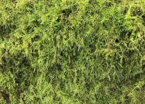 Green moss plastering the fallen tree log. Bokeh blurry defocused background Stock Photos