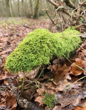 Green moss plastering the fallen tree log. Bokeh blurry defocused background Stock Photos