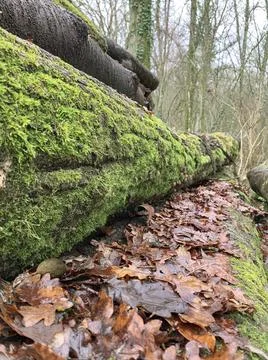 Green moss plastering the fallen tree log. Bokeh blurry defocused background Stock Photos
