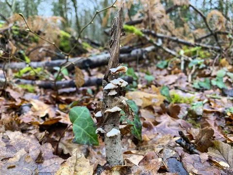 Green moss plastering the fallen tree log. Bokeh blurry defocused background Stock Photos