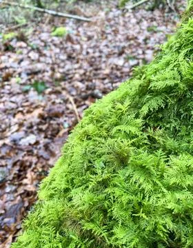 Green moss plastering the fallen tree log. Bokeh blurry defocused background Foto stock
