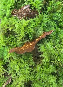 Green moss plastering the fallen tree log. Bokeh blurry defocused background Stock Photos