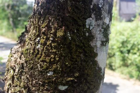 Green moss plastering the fallen tree log. Bokeh blurry defocused background Stock Photos