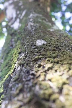 Green moss plastering the fallen tree log. Bokeh blurry defocused background Stock Photos