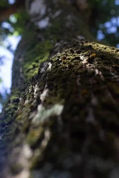 Green moss plastering the fallen tree log. Bokeh blurry defocused background Stock Photos