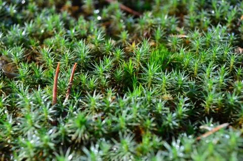 Green moss - Polytrichum commune Stock Photos