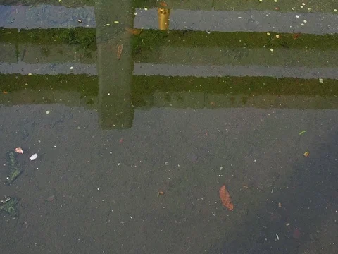 Green moss in rain water drain floor, with iron fence reflection Stock Footage