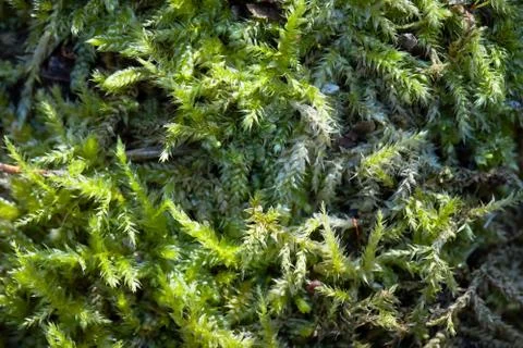 Green moss in rays of bright spring sun close-up texture background with Foto stock