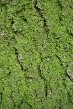 Green moss on rind of tree Photos