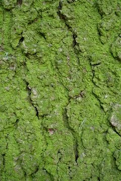 Green moss on rind of tree Fotos de archivo