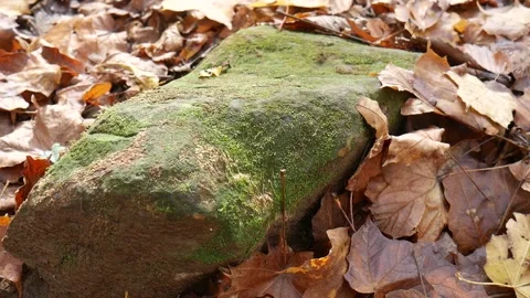 Green moss on a rock in the forest Vídeo Stock 141764948