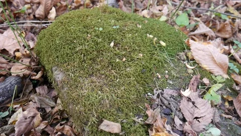 Green moss on a rock in the forest Stock-Footage 141765716