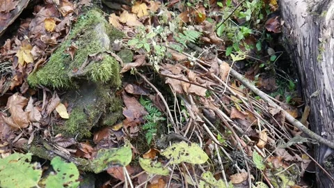 Green moss on a rock in the forest Vídeo Stock 141766623