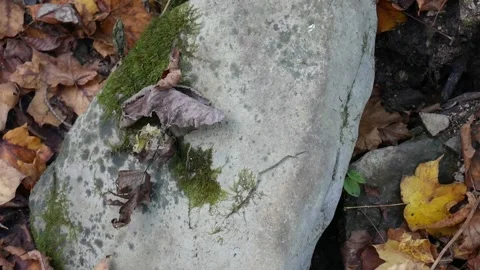 Green moss on a rock in the forest Vídeo Stock 141766660