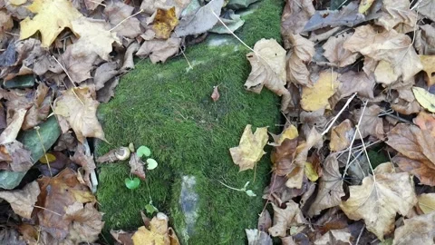 Green moss on a rock in the forest Stock Footage 141766671