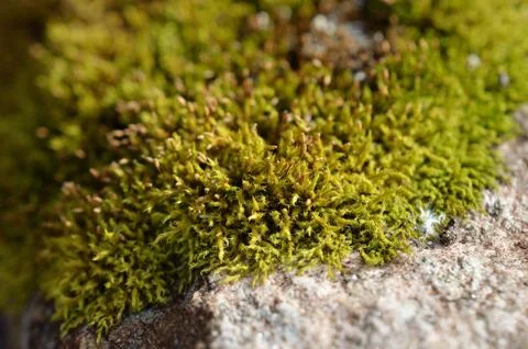 Green moss on rock macro Stock Photos