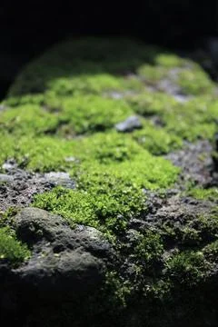 Green moss on the rock Foto stock