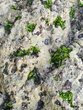 Green moss on rock Stock Photos