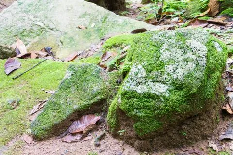Green moss on rock texture background Stock Photos