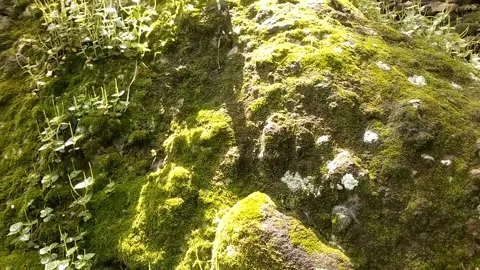 Green Moss on Rocks Stock Footage 329242077