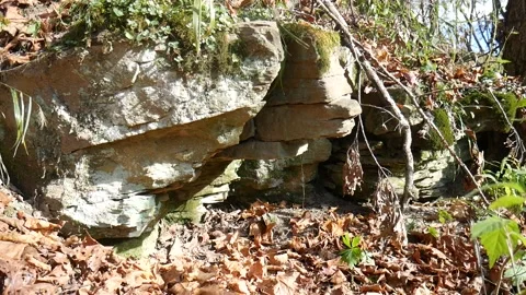 Green moss on a rocks in the forest Stock-Footage 141765581