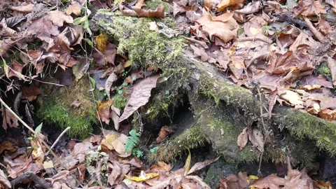 Green moss on a rocks in the forest Vídeo Stock 141766521