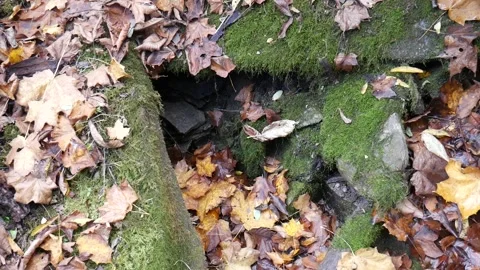Green moss on a rocks in the forest Stock-Footage 141766561