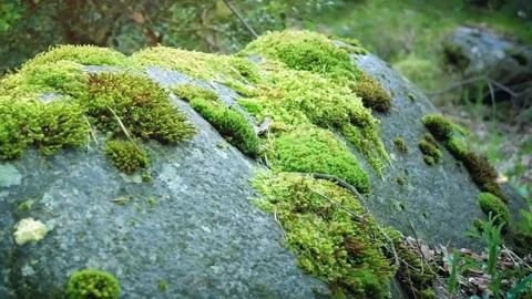 Green Moss on Rocks Nature Background Video stock 340538604