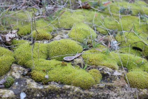 Green moss on the rocks Stock Photos