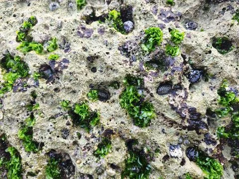 Green moss on the rocks Stock Photos