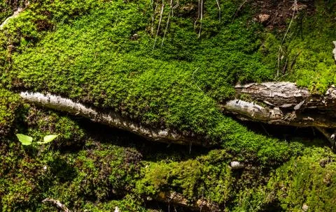Green moss on the roots in forest Foto stock