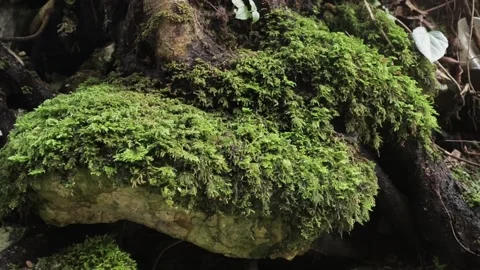 Green moss on the roots of an old tree, close up Stock Footage 144919298