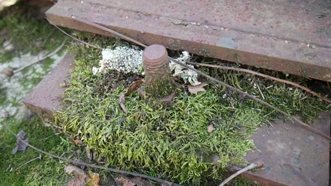 Green moss on a rusty beam for a bridge Vídeo Stock 141765627