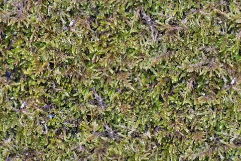 Green Moss. Seamless Tileable Texture Stock-Fotos