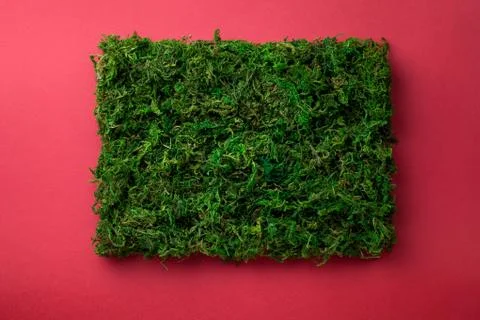 Green Moss In Shape Of Rectangle Stock Photos