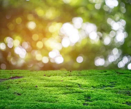 Green moss shining in the rays of sunlight Foto stock