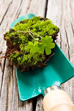 Green moss on a spade Stock Photos