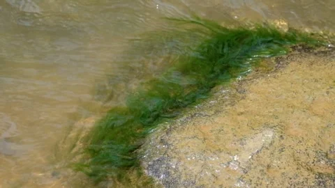 Green moss sticks to river rocks Stock Footage 291619797