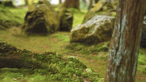 Green moss on stone and tree in the forest. Selective focus. Stock Footage 138979694