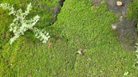 Green moss on the stone ground Stock Footage 308771435