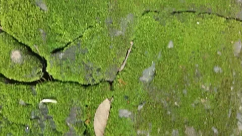 Green moss on the stone ground Stock Footage 308771437