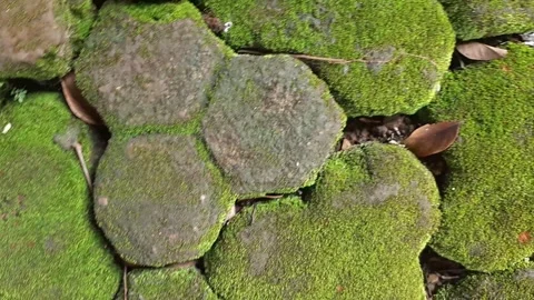 Green moss on the stone ground Stock Footage 308771438