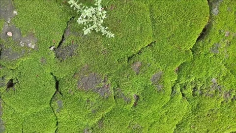Green moss on the stone ground Stock Footage 308771439