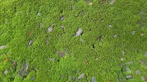 Green moss on the stone ground Stock Footage 308771441