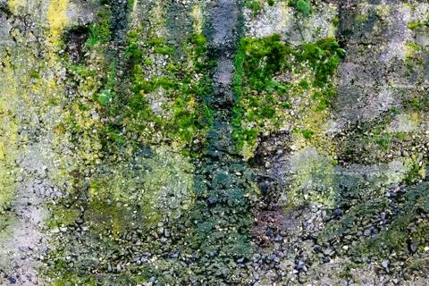 Green moss on the stone Stock Photos